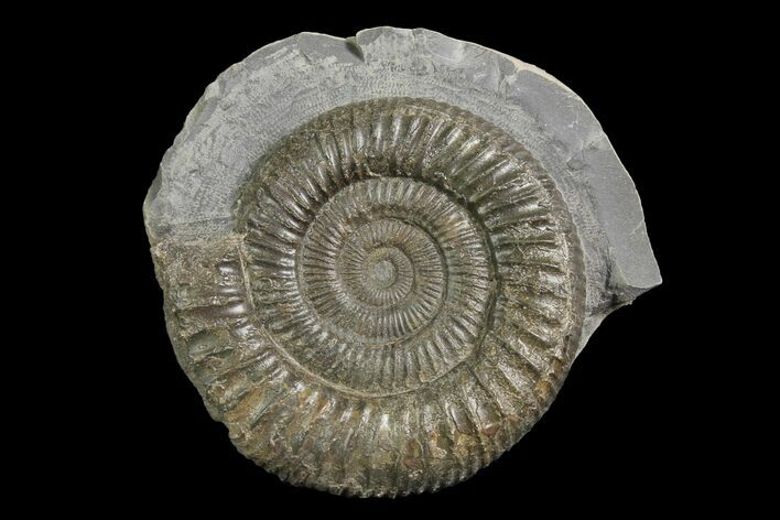 Ammonite (Dactylioceras) Fossil - England #174270